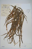 鳳尾蕨藏品圖，第1張