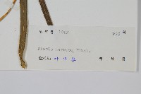 鳳尾蕨藏品圖，第2張