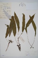 單葉雙蓋蕨藏品圖，第1張