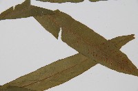 單葉雙蓋蕨藏品圖，第3張