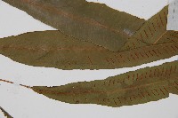 單葉雙蓋蕨藏品圖，第4張