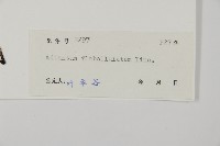 扇葉鐵線蕨藏品圖，第2張