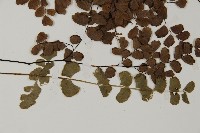 扇葉鐵線蕨藏品圖，第3張