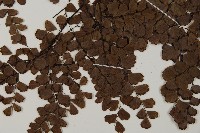 扇葉鐵線蕨藏品圖，第4張