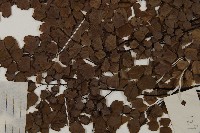 扇葉鐵線蕨藏品圖，第5張