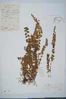 圓葉陵齒蕨藏品圖，第1張