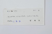 圓葉陵齒蕨藏品圖，第2張