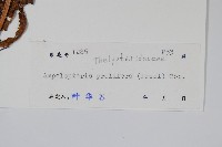 星毛蕨藏品圖，第2張