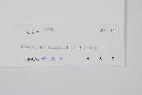 烏蕨藏品圖，第2張