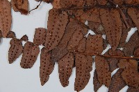 低頭貫眾藏品圖，第4張