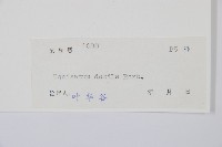 芼管草藏品圖，第2張