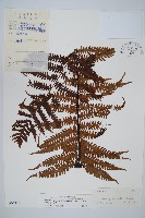 大葉黑桫欏藏品圖，第1張