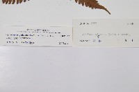 大葉黑桫欏藏品圖，第2張