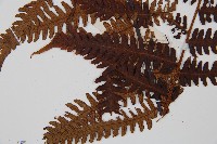 大葉黑桫欏藏品圖，第3張