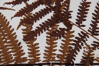 大葉黑桫欏藏品圖，第4張