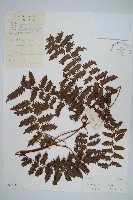 羽裂海金沙藏品圖，第1張