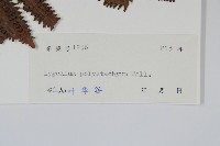 羽裂海金沙藏品圖，第2張