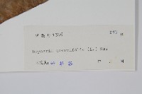 團葉槲蕨藏品圖，第2張