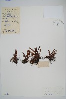 登錄號:P005340藏品圖，第1張