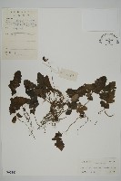 地耳蕨藏品圖，第1張