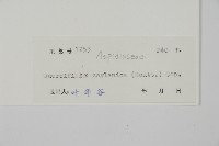 地耳蕨藏品圖，第2張