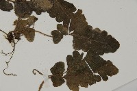 地耳蕨藏品圖，第3張