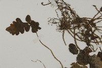 地耳蕨藏品圖，第4張