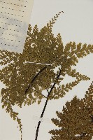 烏木鐵角蕨藏品圖，第4張