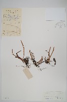 相異石韋藏品圖，第1張