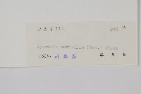 相異石韋藏品圖，第2張