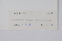 峨眉茯蕨藏品圖，第2張