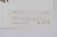 蕨藏品圖，第2張