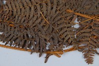 蕨藏品圖，第3張