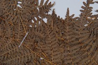 蕨藏品圖，第4張