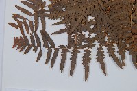 蕨藏品圖，第5張