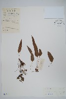 金雞腳藏品圖，第1張