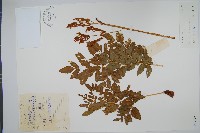 紫萁藏品圖，第1張