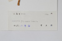 紫萁藏品圖，第2張