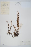 鐵角蕨藏品圖，第1張