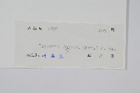 槲蕨藏品圖，第2張