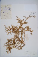 石松藏品圖，第1張