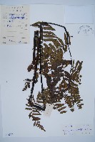 黑桫蕨藏品圖，第1張