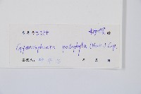 黑桫蕨藏品圖，第2張