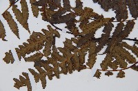 黑桫蕨藏品圖，第3張