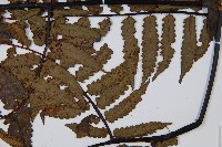 黑桫蕨藏品圖，第4張