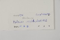 旱蕨藏品圖，第2張