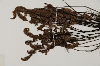 旱蕨藏品圖，第4張