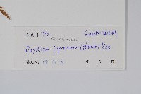 日本金粉蕨藏品圖，第2張