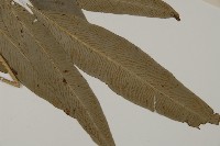 日本鳳丫蕨藏品圖，第3張