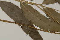 日本鳳丫蕨藏品圖，第4張